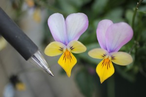 VW-3 IMG_8616(ウエディング）