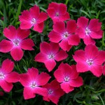 花はなスカーレット