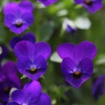 VF-16 IMG_6325(Ｂ＆Ｐ）