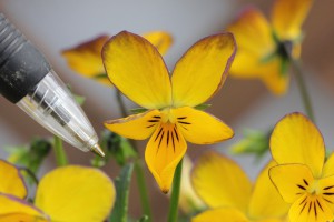 VCC-6 IMG_9071（カリヨン）