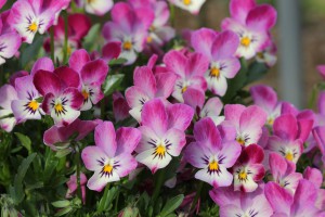 VCPR-5 IMG_1197(カメレオンP&R)