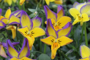 VCC-1 IMG_9090（カリヨン）