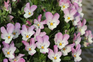 VCPR-6 IMG_1174（カメレオンＰ＆Ｒ）