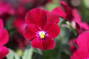 VCPR-2 IMG_1394（秋の色２）