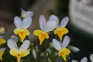 VW-4 IMG_1134（ウエディング）