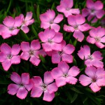 花はなライトピンク