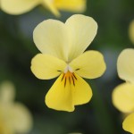 クリームイエロー系