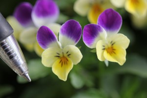 VF-20 IMG_6295２色咲き系