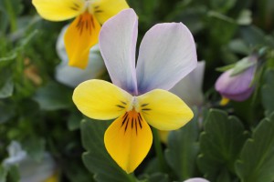 VW-5 IMG_9056（ウエディング）HV-1