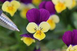 VF-18 IMG_6263（2色咲き系）