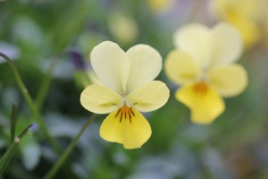 VF-24 IMG_9929(クリームイエロー）