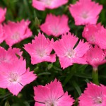 花はなライトサーモン