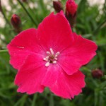 かほりスカーレット