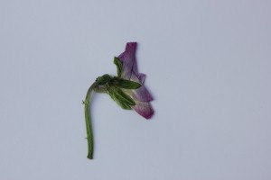 VF-4 IMG_5716（押し花）