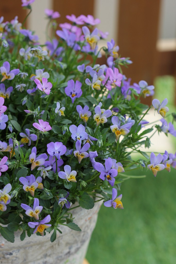 VF-3 IMG_0648(3株植え）