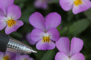 VF-12 IMG_6991ラベンダーピンク