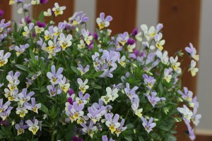 HV-7 IMG_0697(フルーレット3株植え）